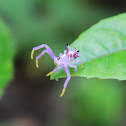 Flower spider