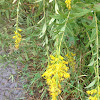 Common Goldenrod