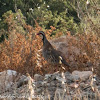 Red-legged Partridge; Perdíz Roja