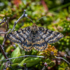 Black-banded Orange