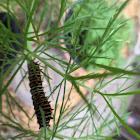 Black Swallowtail caterpillar