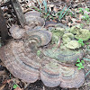 Bracket fungi or shelf fungi