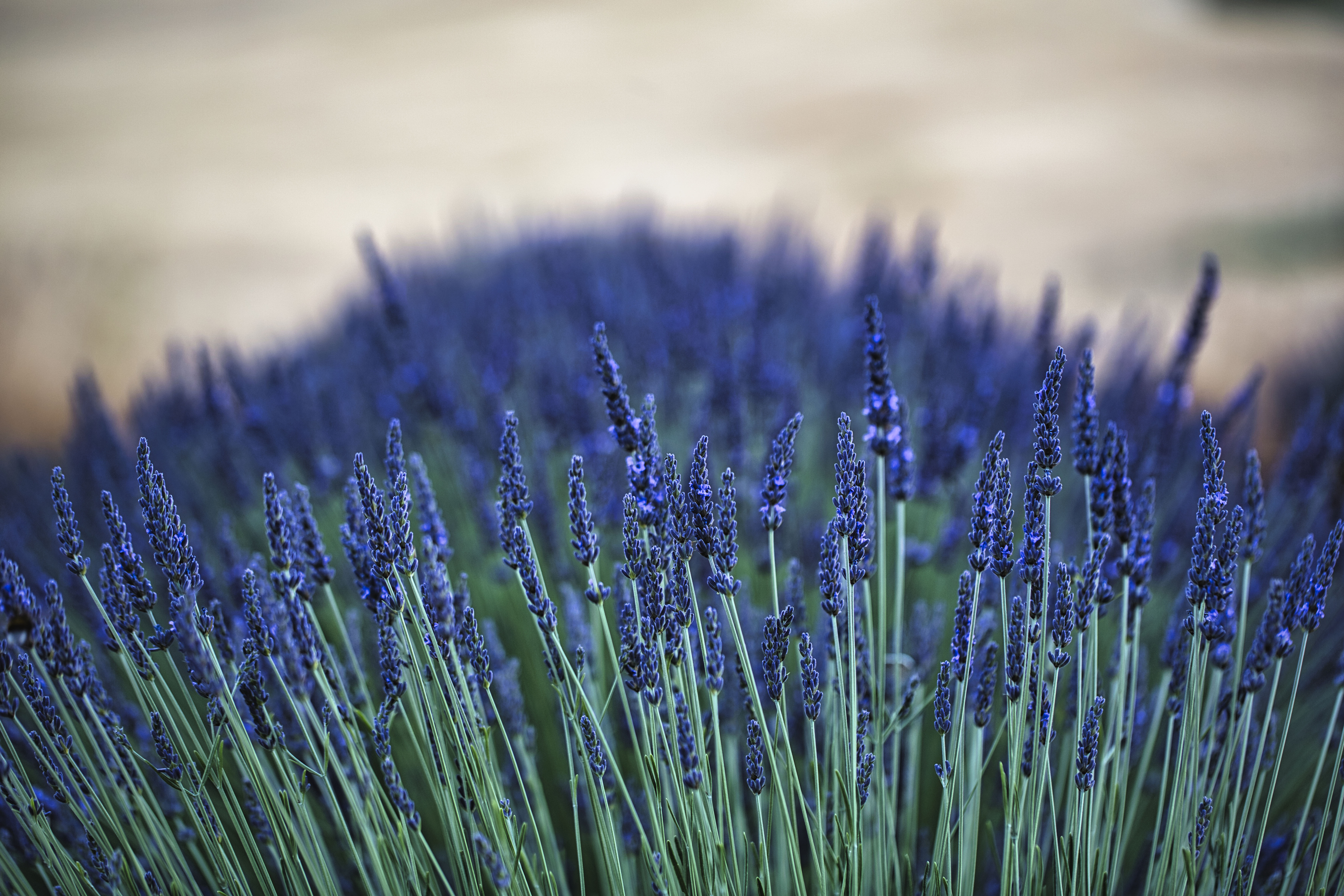 La lavanda di rosanna_mannino