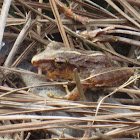 Fitzinger's Robber Frog