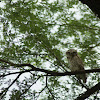 Spotted Owlet