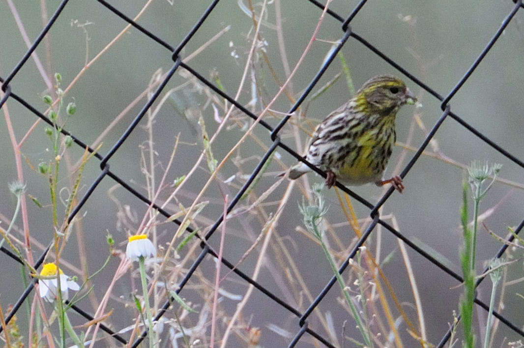 European Serin; Verdecillo