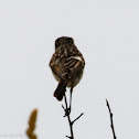 Stonechat