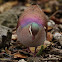 Key West quail-dove