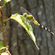 Eastern Pondhawk