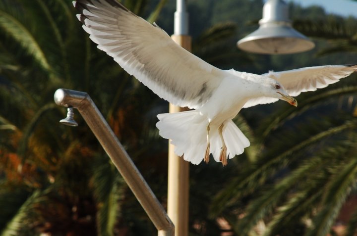 Un gabbiano preso al volo di giacu