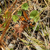 Spider wasp with Huntsman