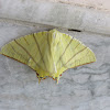 Swallow-tail Moth