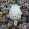 Golf ball fungi