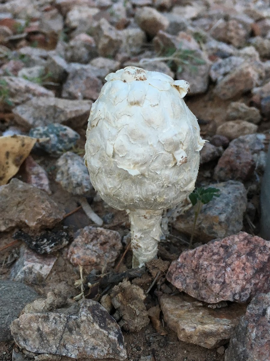 Golf ball fungi