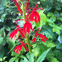 Cardinal flower