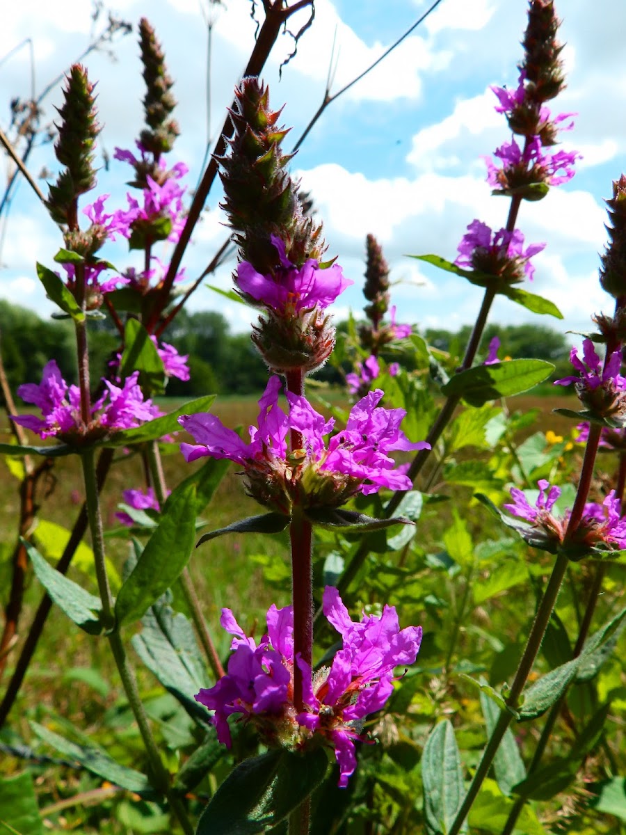 Purple loosestrife