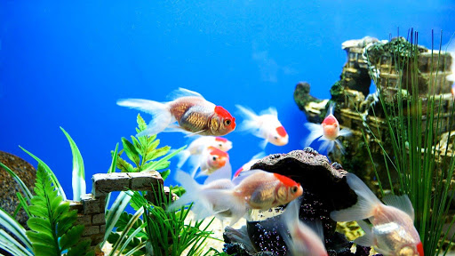 Aquarium Pack 2 Live Wallpaper