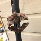 Sphinx Moths