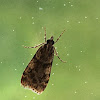 Double-striped Scoparia Moth