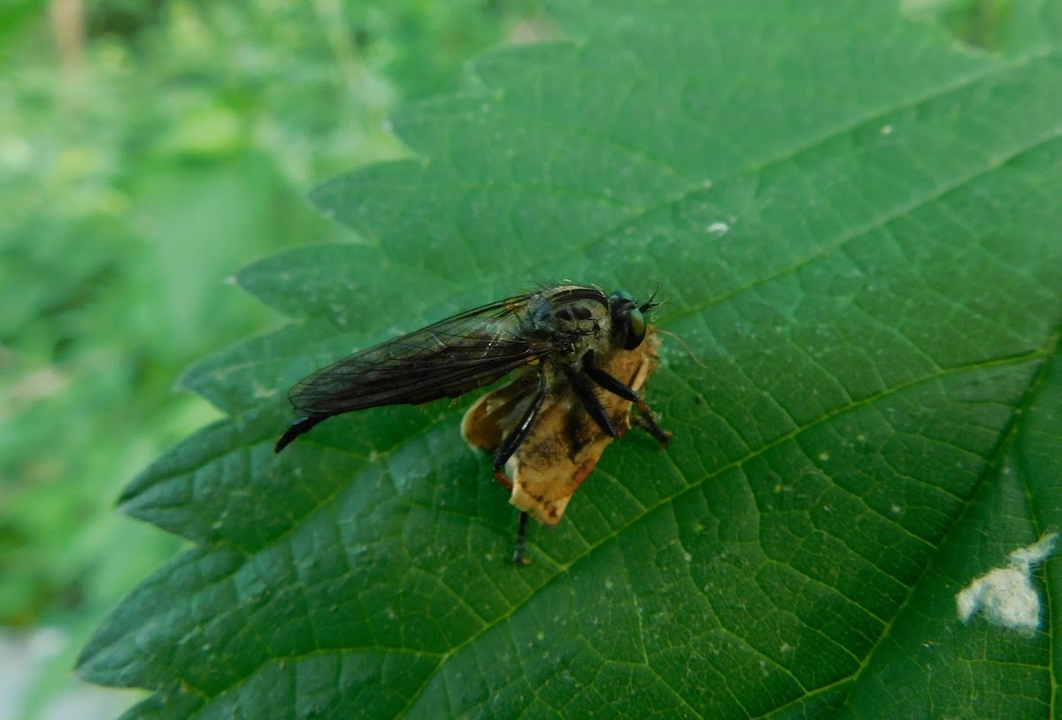 Robber Fly