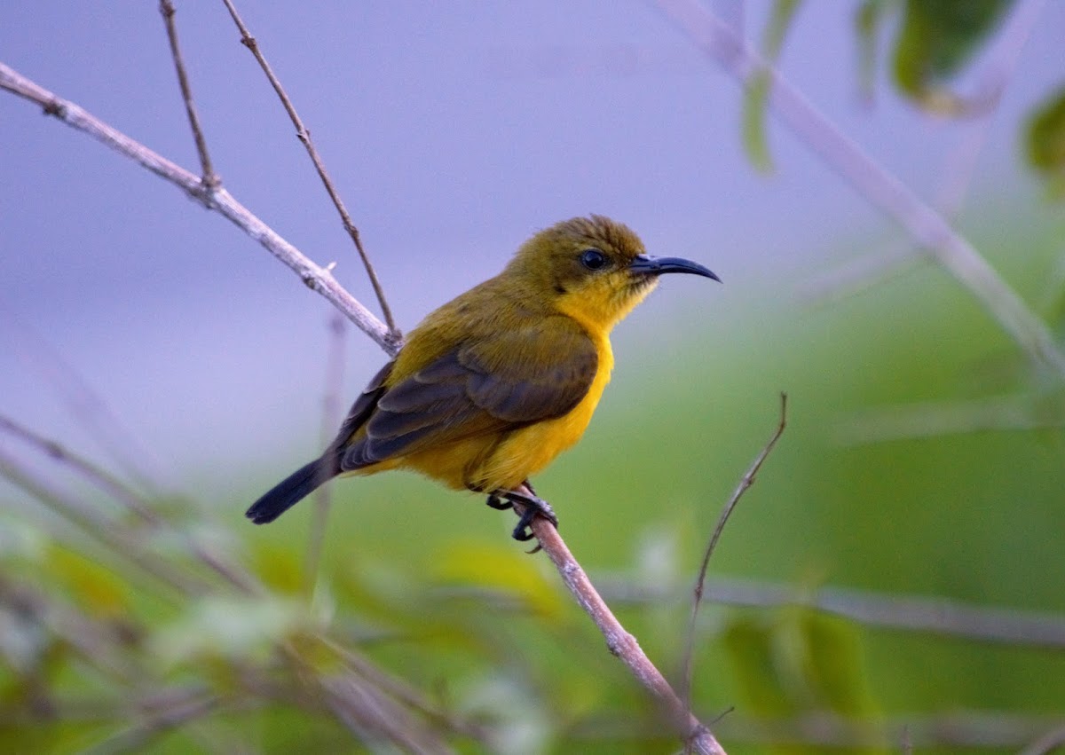 Olive-backed sunbird