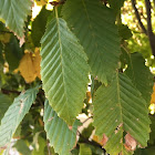 American Beech