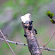 Jelly fungus