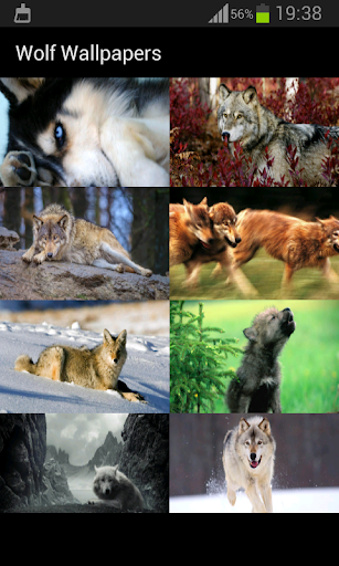 免費下載個人化APP|Wolf Wallpapers app開箱文|APP開箱王