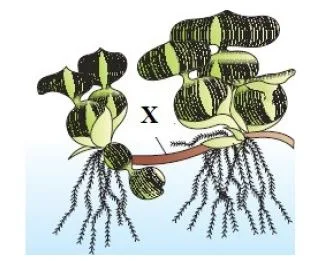 Asexual Reproduction/Vegetative propagation