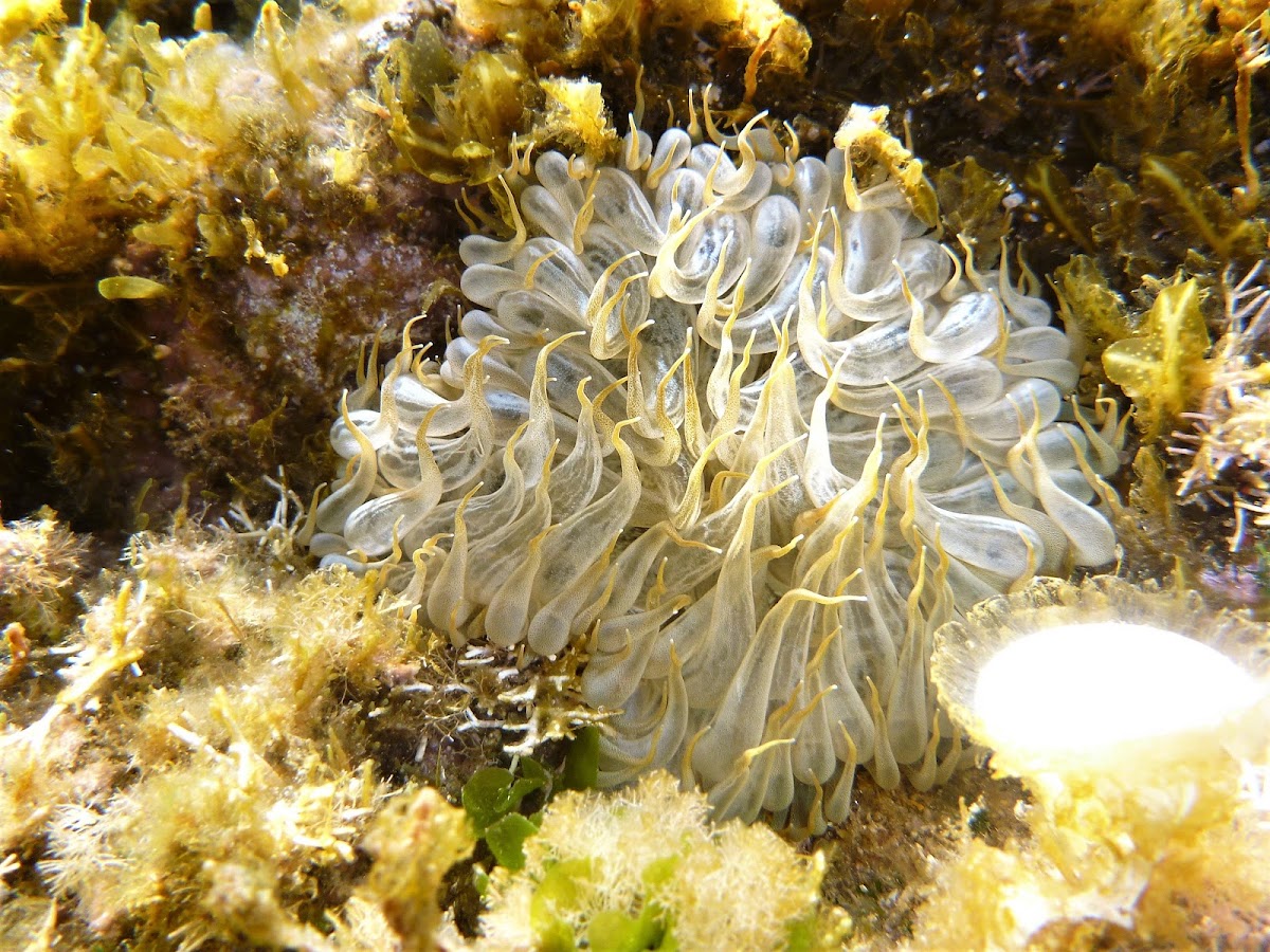 Trumpet anemone.