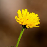 Fiore giallo di 