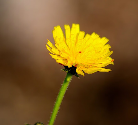 Fiore giallo di ziospagno