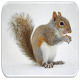 Download Squirrel sounds For PC Windows and Mac 9.33.2