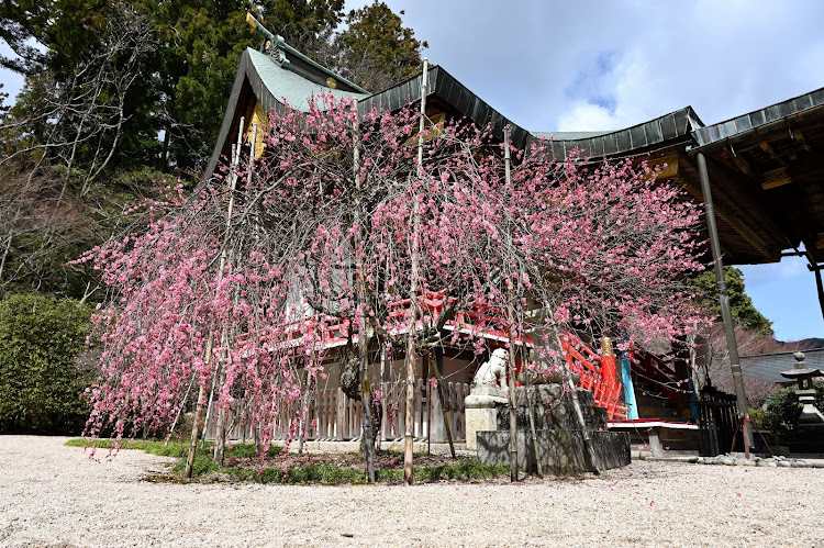オデッセイのカメ活📷️✨・Nikon Z6・常宮神社・枝垂れ梅・ソースカツ丼に関するカスタム事例の投稿画像5枚目