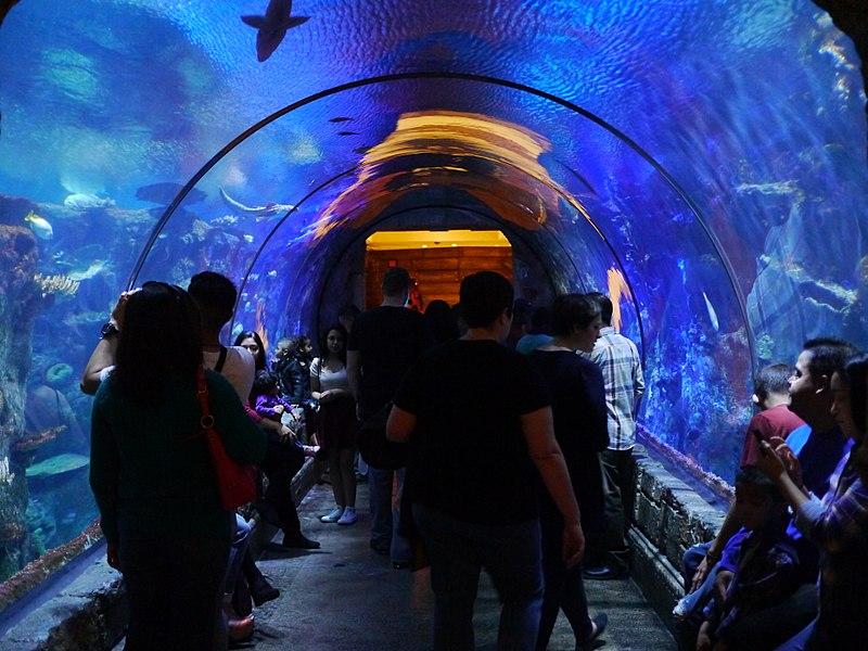 File:Shark Reef Aquarium at Mandalay Bay (12370496633).jpg