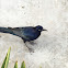 Great-Tailed Grackle