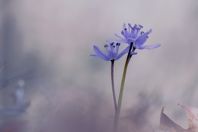 Scilla bifolia di Nefti-Monica