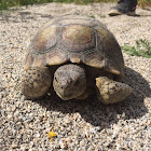 Desert Tortoise