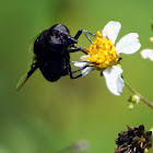 Mexican Cactus Fly