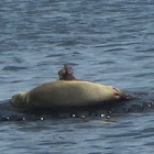 California seal (mom and pup)