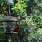 Northern Cardinal