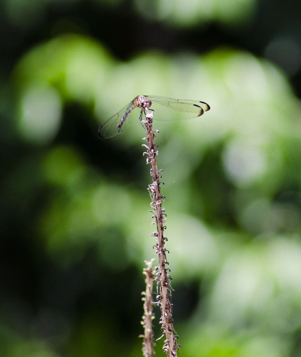 Great Blue Skimmer