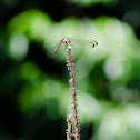 Great Blue Skimmer