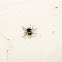 False widow spider