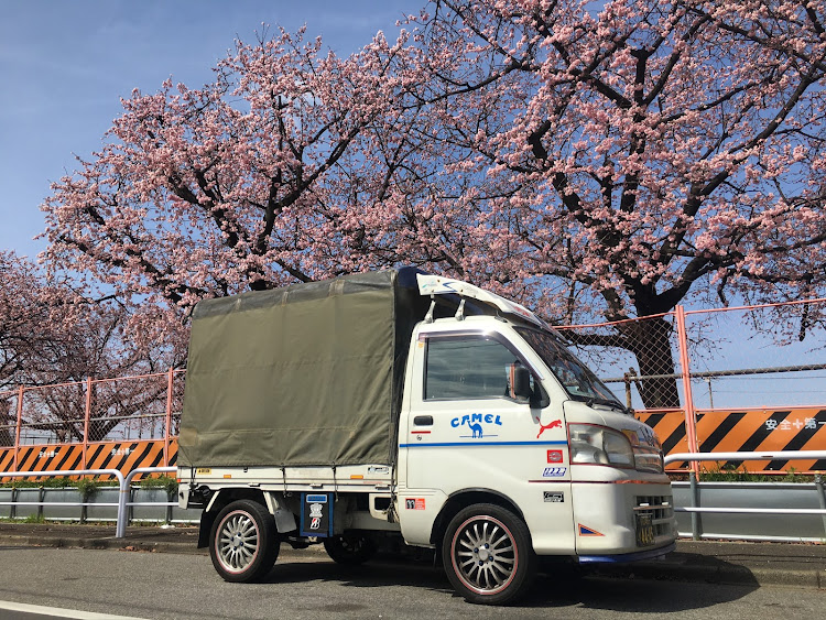 コペンの桜祭り！　第五弾日本の四季を大いに楽しみましょう！・幸せは自分自身で見出す物で他人から与えられる物では有りません！最高だね！・貧乏しても心❤️の貧乏人には成りたく無いですね！最高だね！・妬み!僻み!は持たず!心❤️豊かに過ごしましょう!最高だね！・人は人です!自分の納得出来る生き方をしましょう!最高だね！に関するカスタム事例の投稿画像81枚目