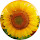 Sunflowers Wallpaper