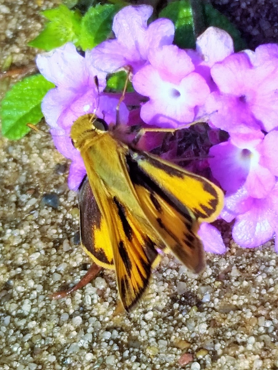 Fiery skipper