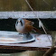 Bearded Tit