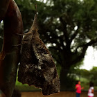 American snout butterfly