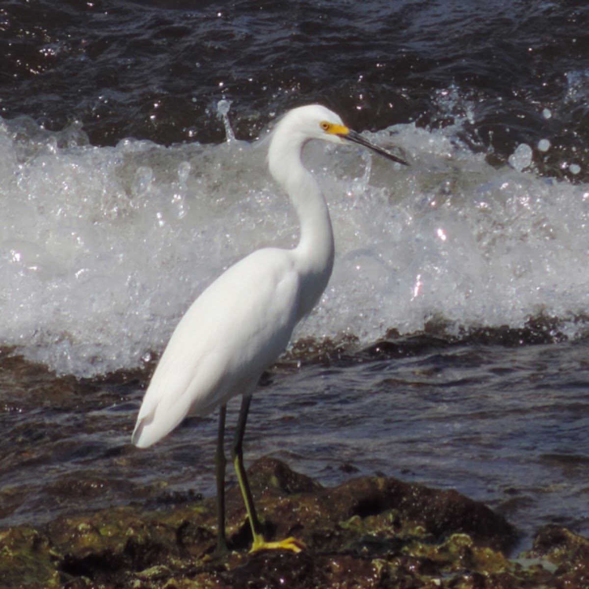 Snowy Egret